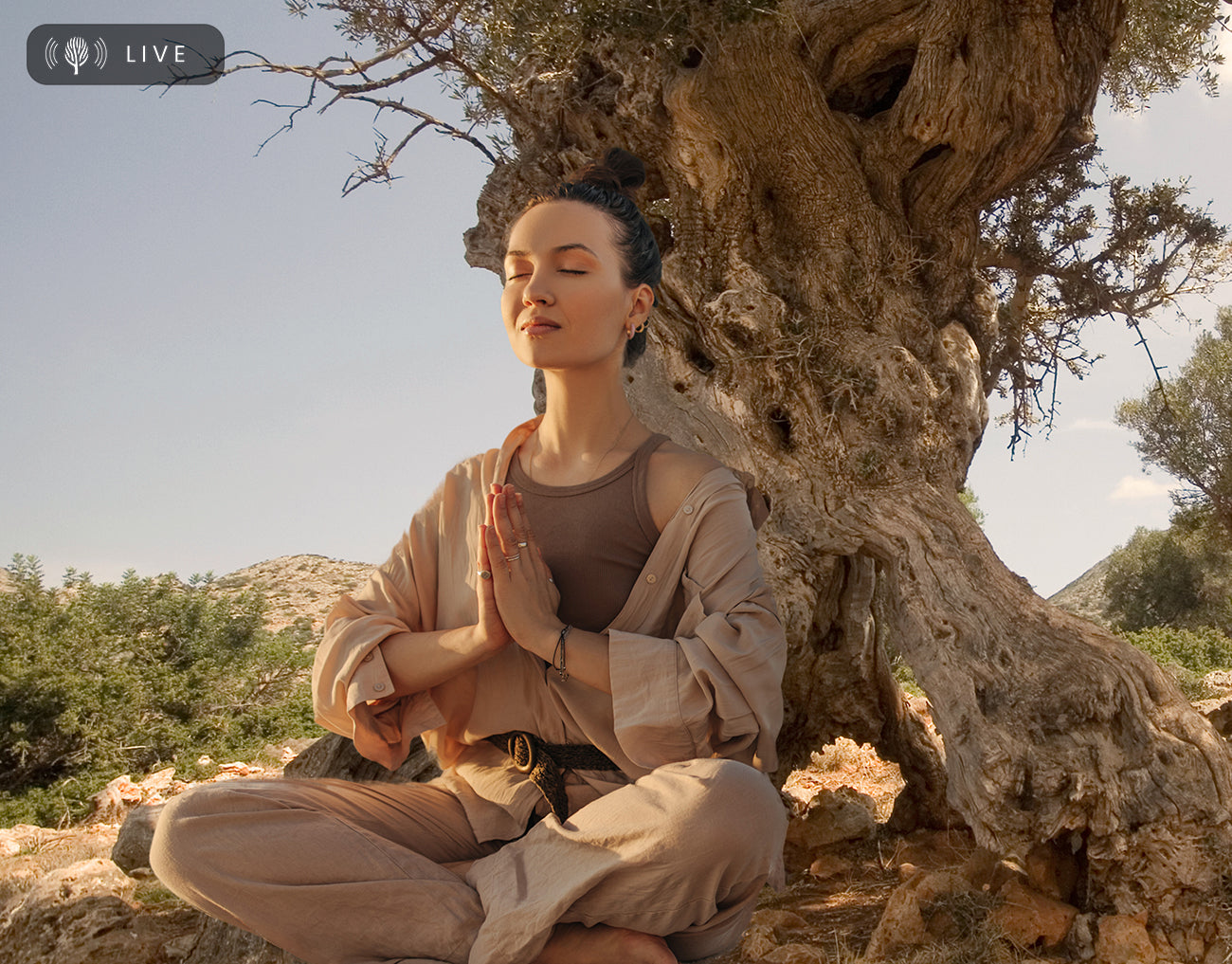 Reduce anxiety and stress 432 Hz olive tree frequency - Olive Tree People  Reduce anxiety and stress 432 Hz olive tree frequency
