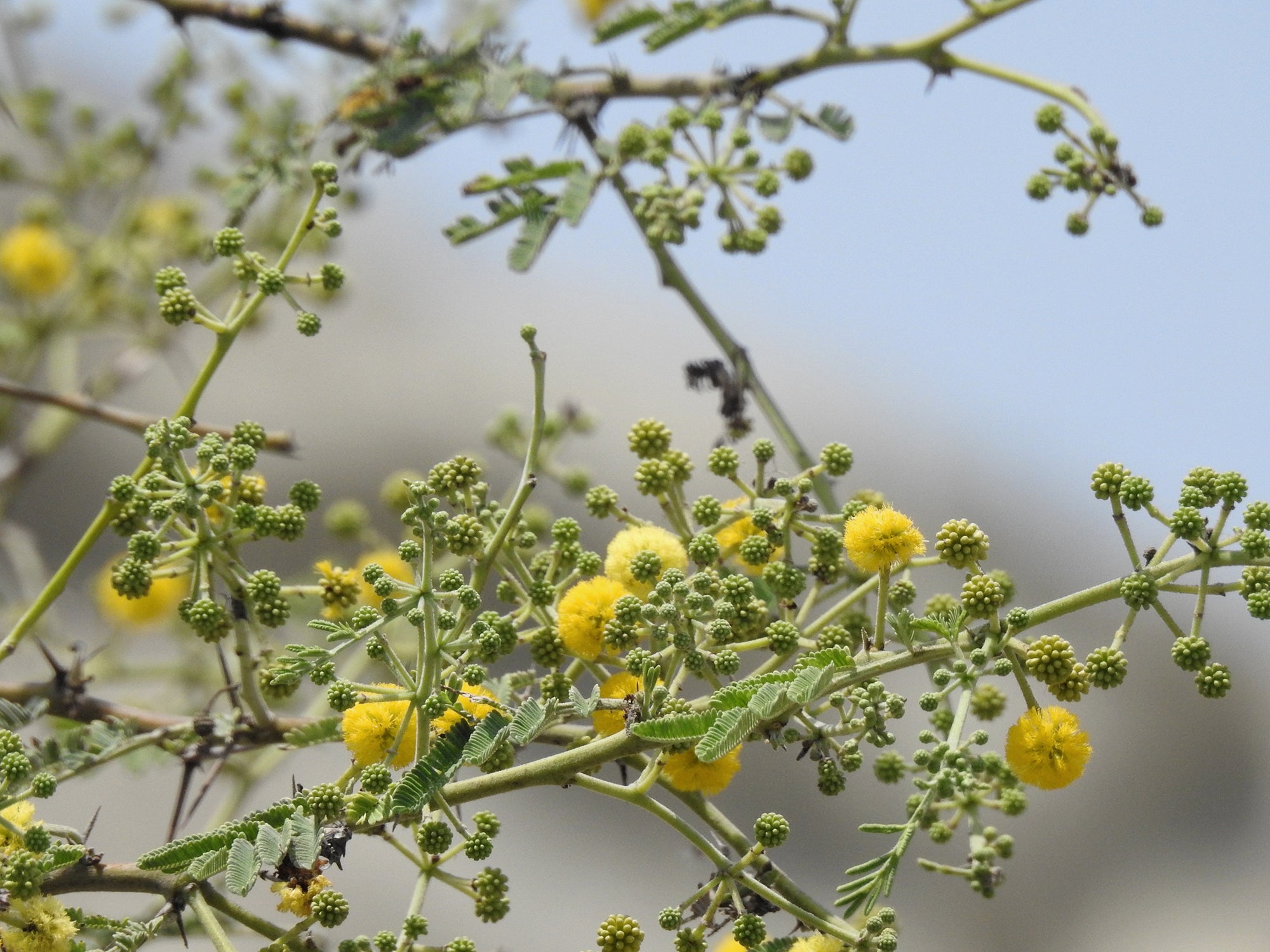 Thin branch with feathery yellow puffball flowers and clusters of round green buds