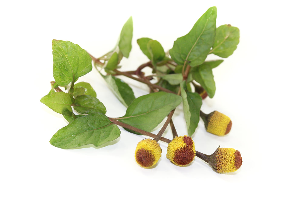 Green sprig with oval leaves and three yellow-and-brown button-like flower heads.