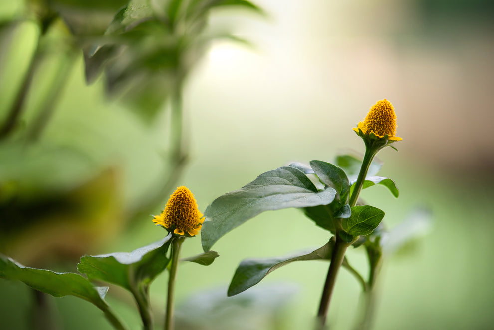Two small yellow coneflower-like blooms with glossy green leaves and soft green bokeh background