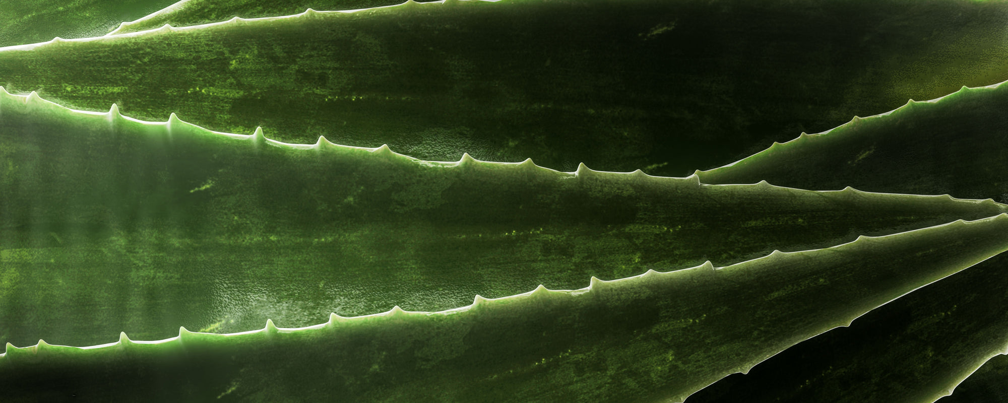 Layered aloe vera leaves with serrated edges and textured green surfaces, edges backlit.