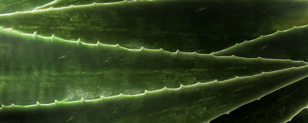 Layered aloe vera leaves with serrated edges and textured green surfaces, edges backlit.