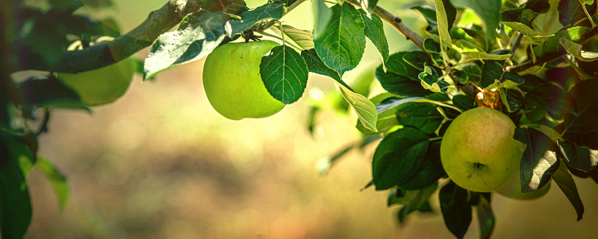Green apples hanging from a sunlit tree branch with leaves and a blurred orchard background.