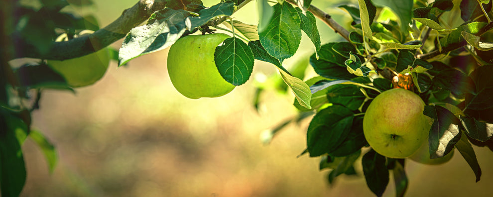 Green apples hanging from a sunlit tree branch with leaves and a blurred orchard background.