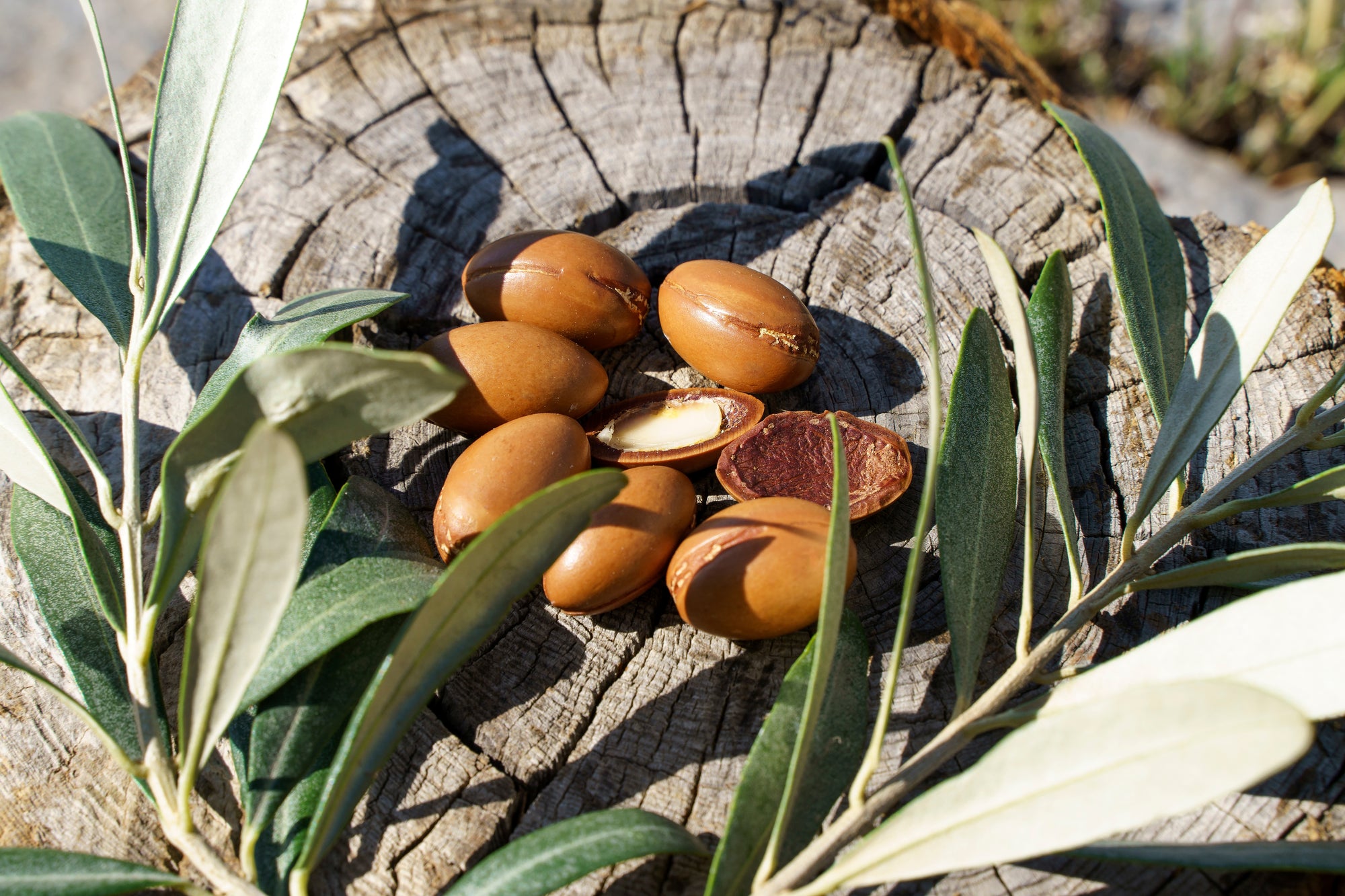 Argan nuts with cracked shells and exposed pale kernels on a weathered tree stump, framed by olive-green leaves