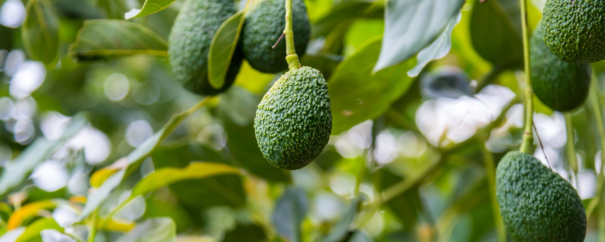 Rough green avocados hanging from a tree among glossy leaves