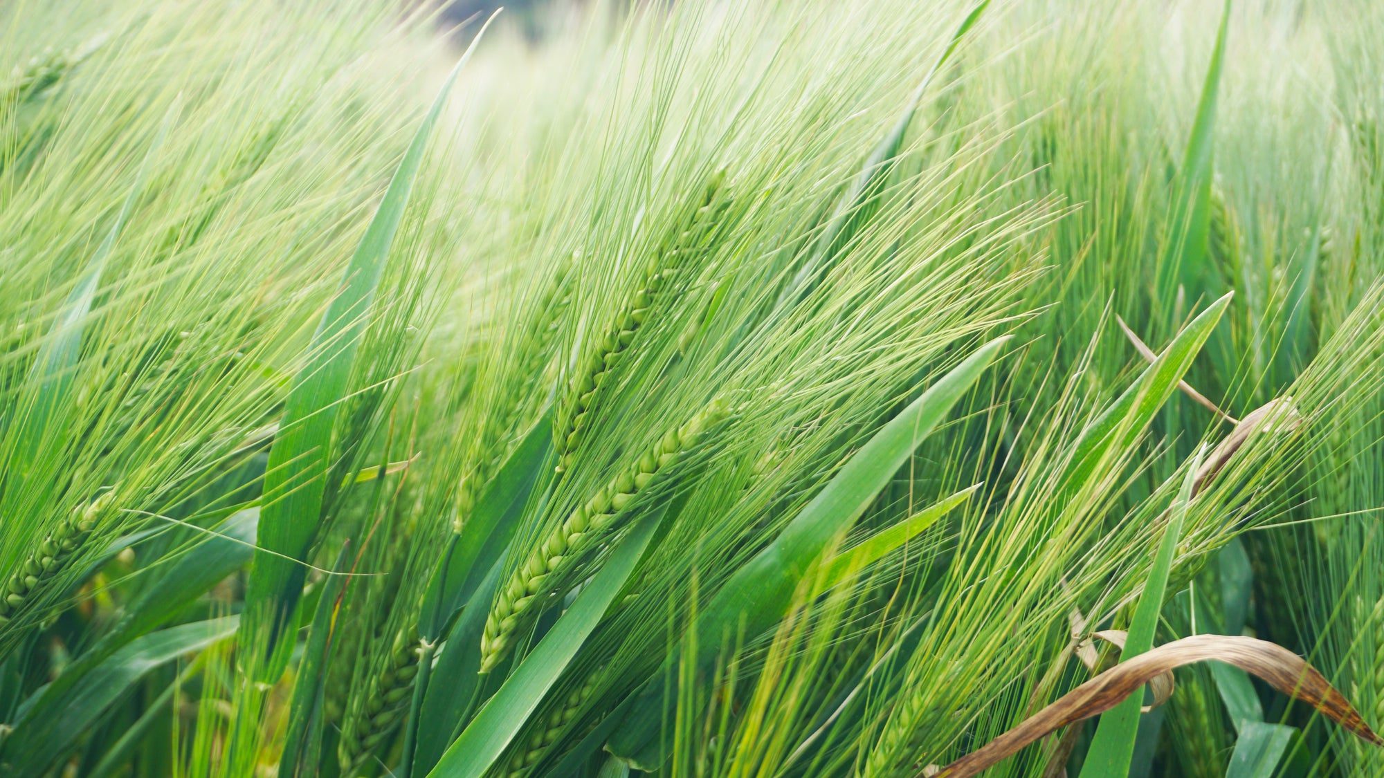 Close-up of green barley heads and long awns in a wind-swept field