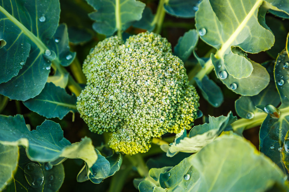 Fresh broccoli head with water droplets on its florets and surrounding leaves in a garden.