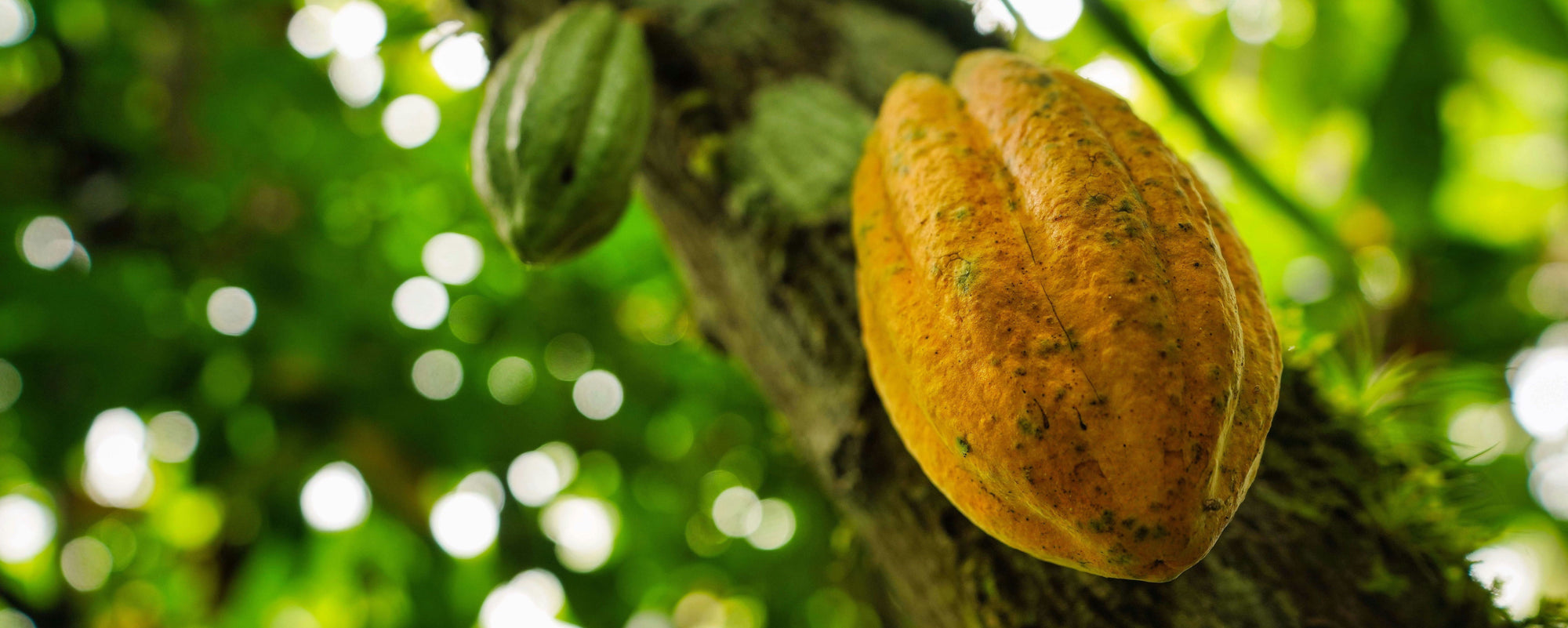 Ripe orange cocoa pod attached to a tree trunk, blurred green foliage in background.