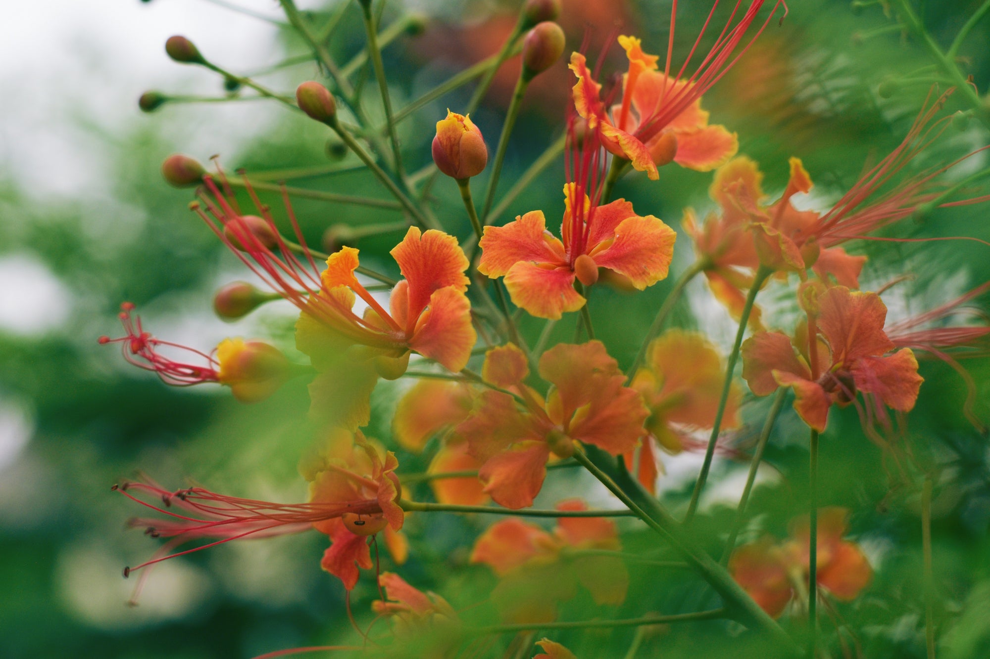Orange-yellow peacock flowers with long red stamens and unopened buds against soft green foliage.