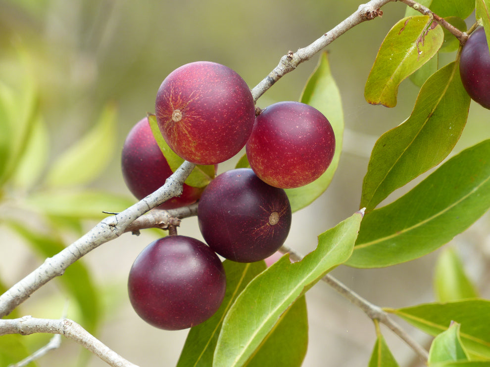 Cluster of dark purple round fruits on a thin branch with green leaves