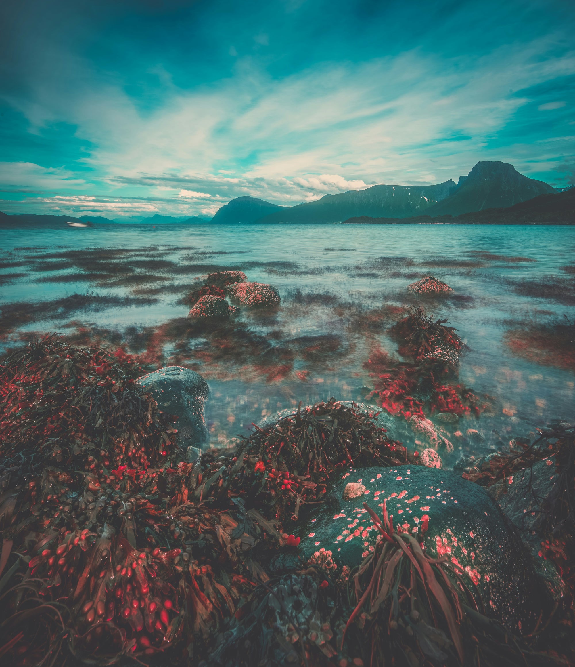 Rocky shoreline with seaweed and tide pools in foreground and distant mountains beneath a teal sky.