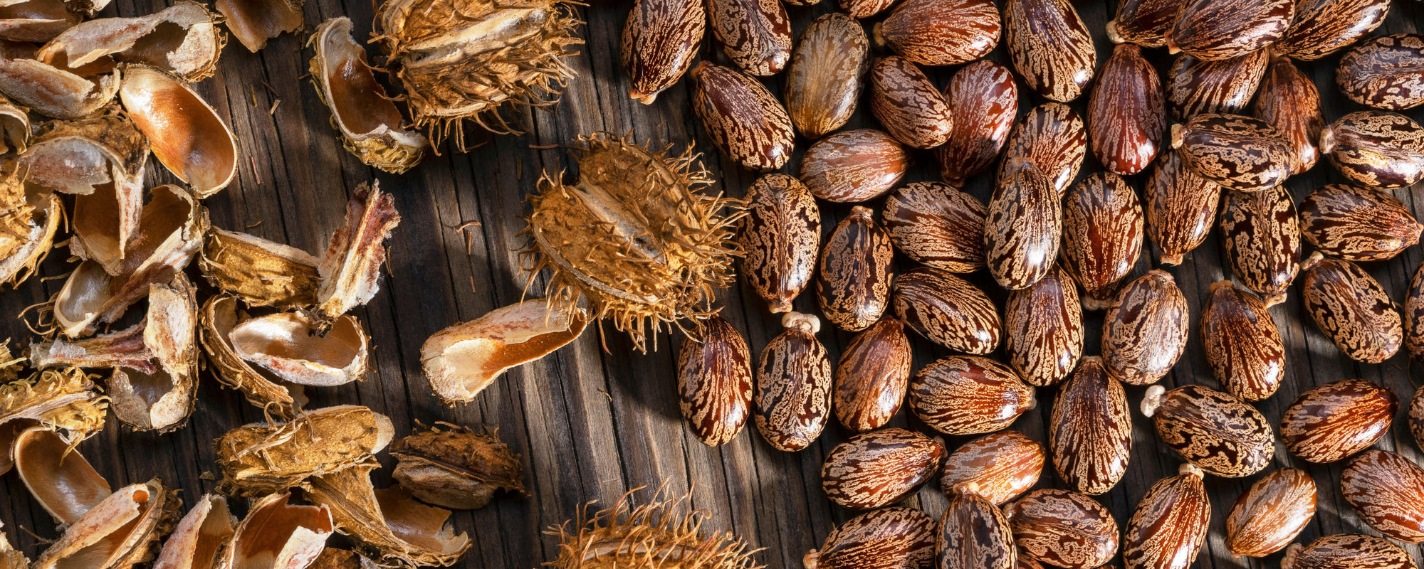 Castor beans and cracked spiky husks arranged on a dark wooden surface