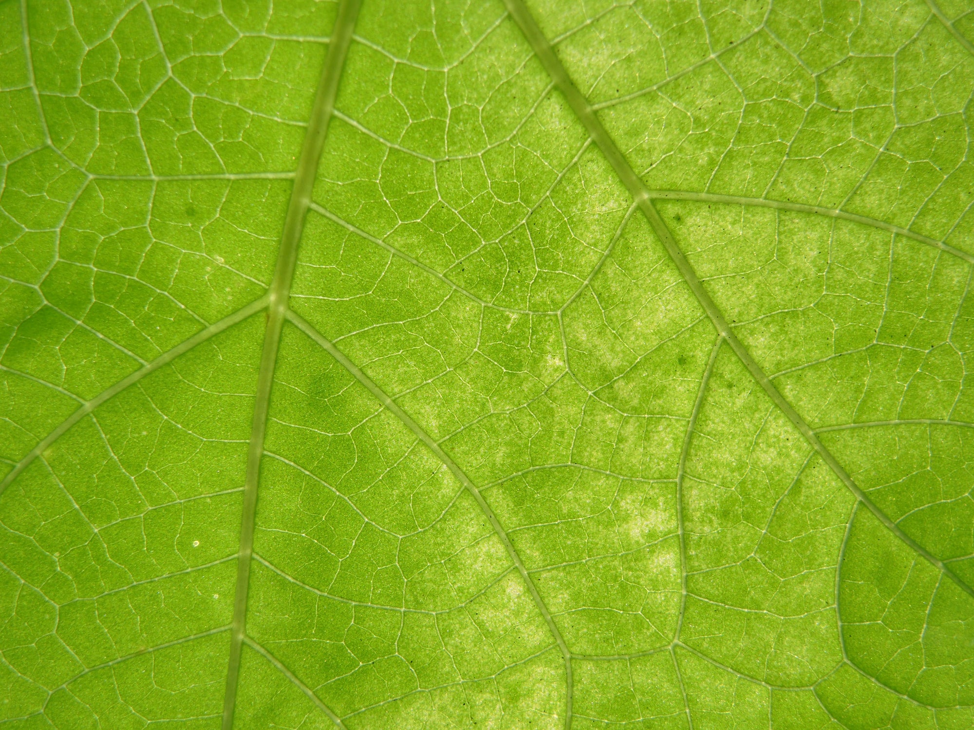 Close-up of a bright green leaf showing a network of veins and cellular texture