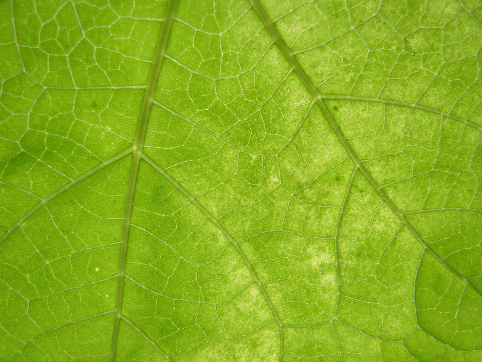 Close-up of a bright green leaf showing a network of veins and cellular texture