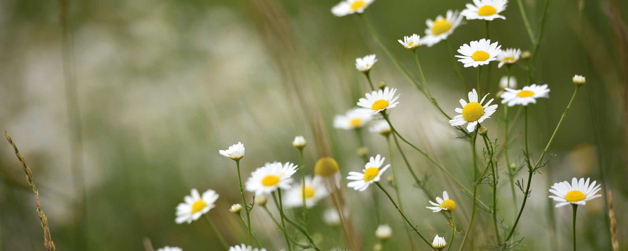 White daisies with yellow centers on green stems against a blurred meadow background