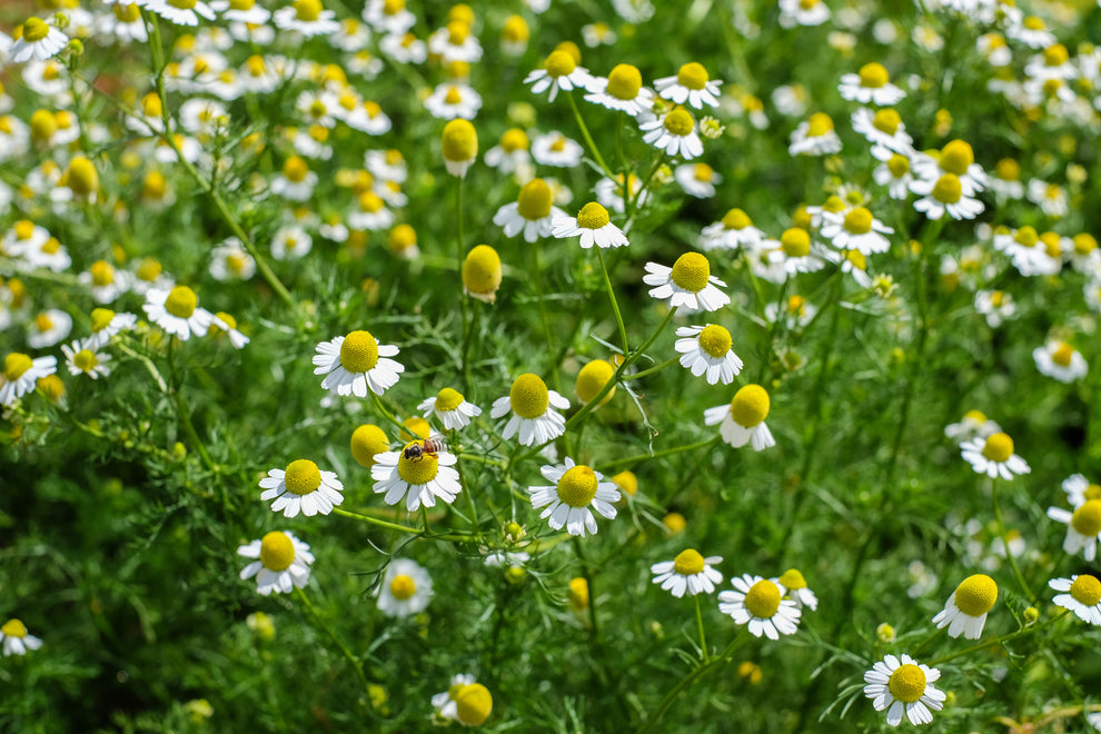 Chamomile flowers with white petals and yellow centers, one flower visited by a bee