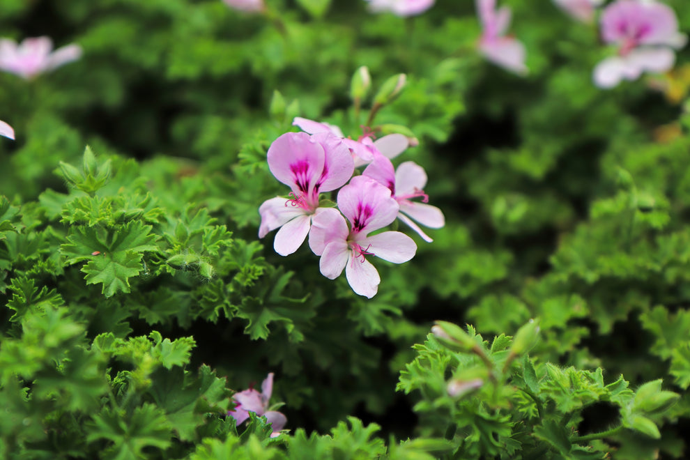 Pale pink pelargonium (ivy geranium) flowers with dark magenta throats amid ruffled green foliage