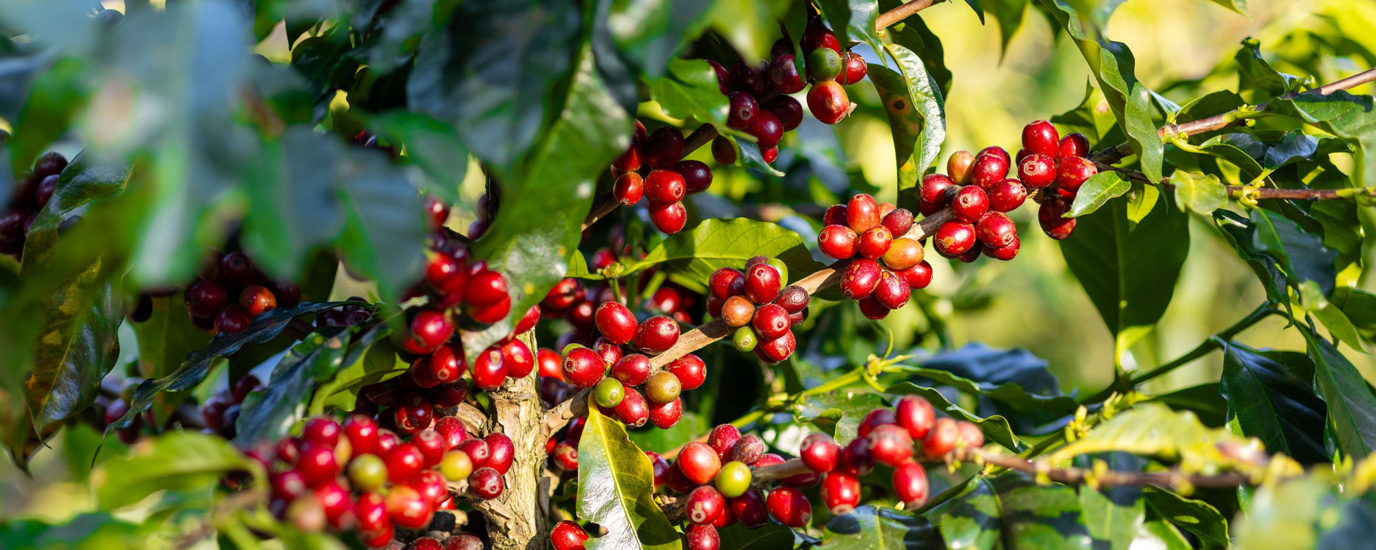 Ripe red coffee cherries clustered along branches with glossy green leaves