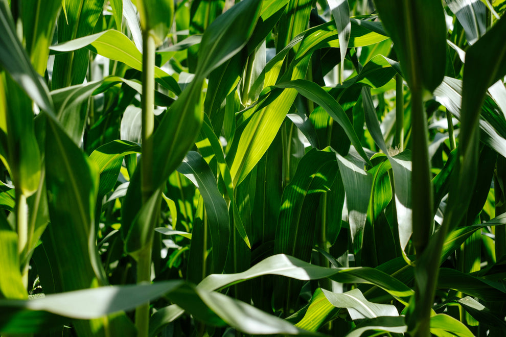 Close-up of green corn stalks and leaves in a field
