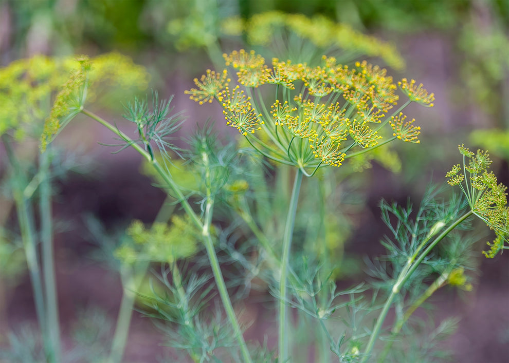 Fennel flower umbels with yellow-green buds and feathery green fronds.