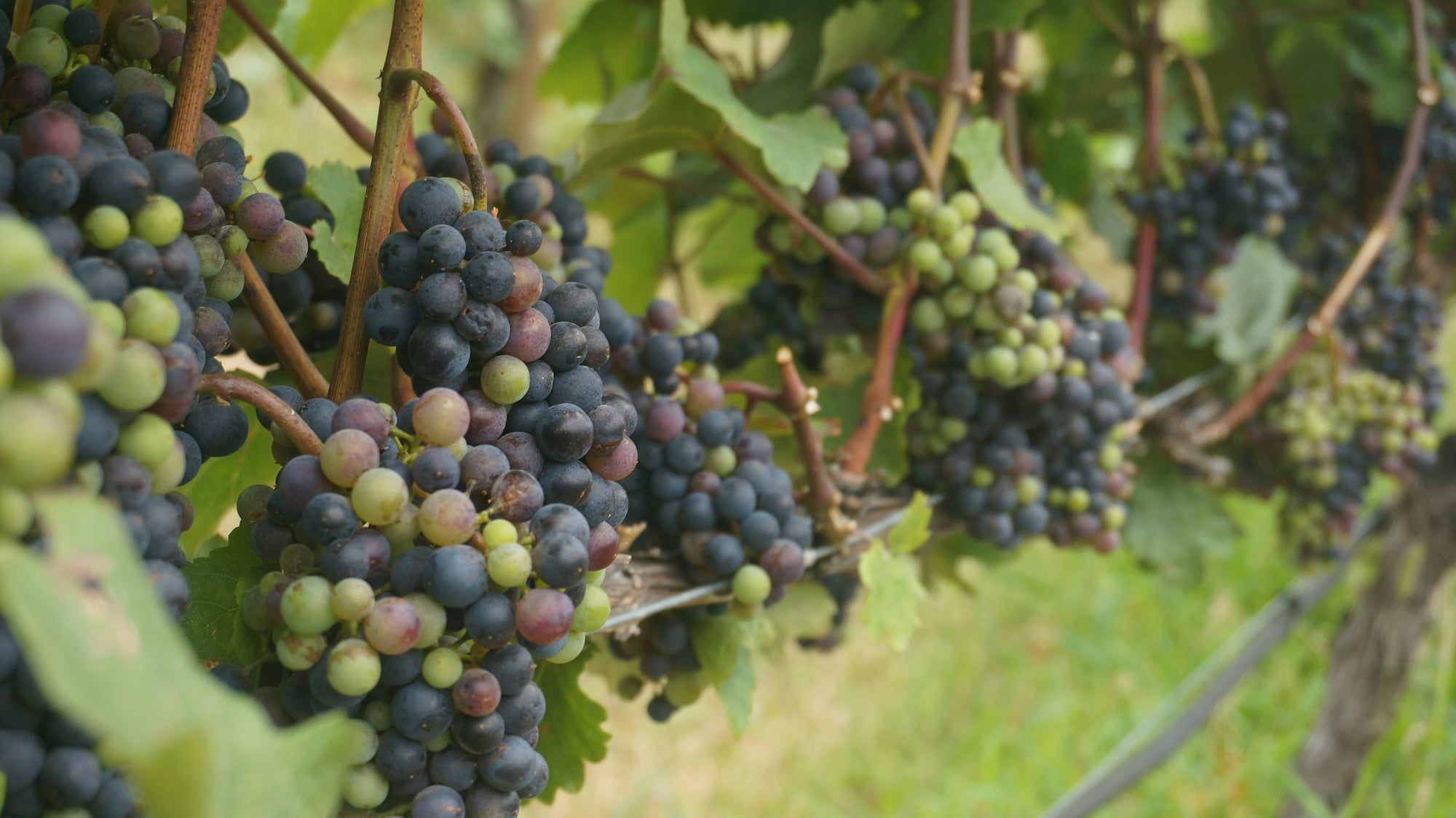 Clusters of ripening grapes on a vine, showing green and purple berries among leaves