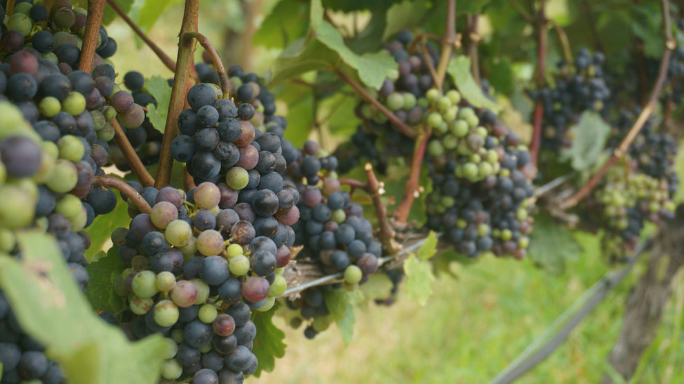 Clusters of ripening grapes on a vine, showing green and purple berries among leaves