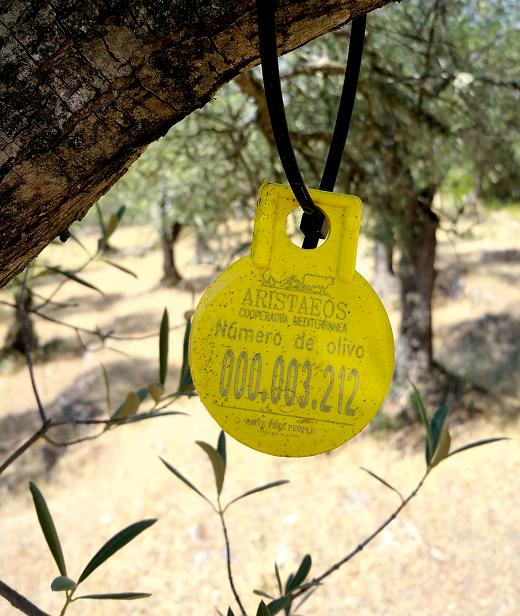 Olive Tree in grove, tagged with a number