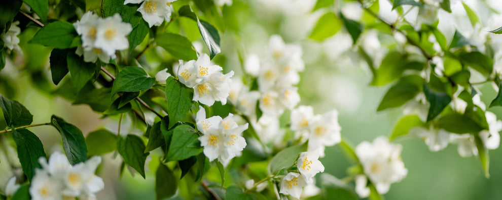 White jasmine blossoms and green leaves against a soft blurred green background