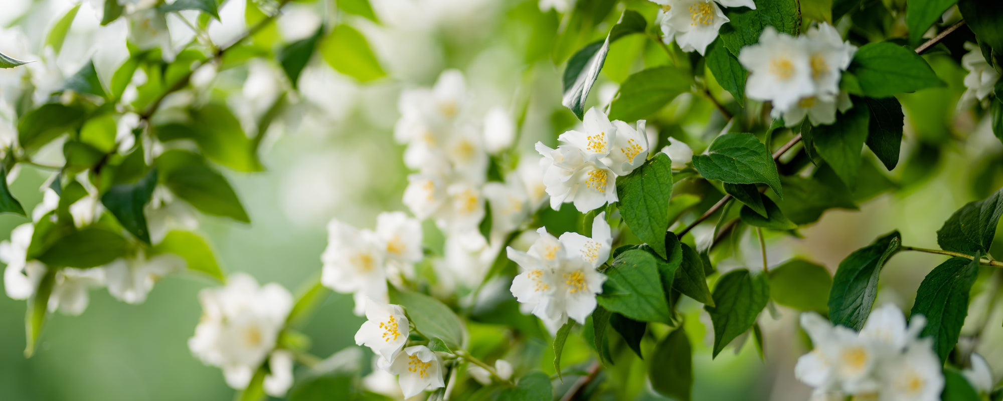 Mock-orange (Philadelphus) branch with clusters of white flowers and green leaves against a soft green blurred background.