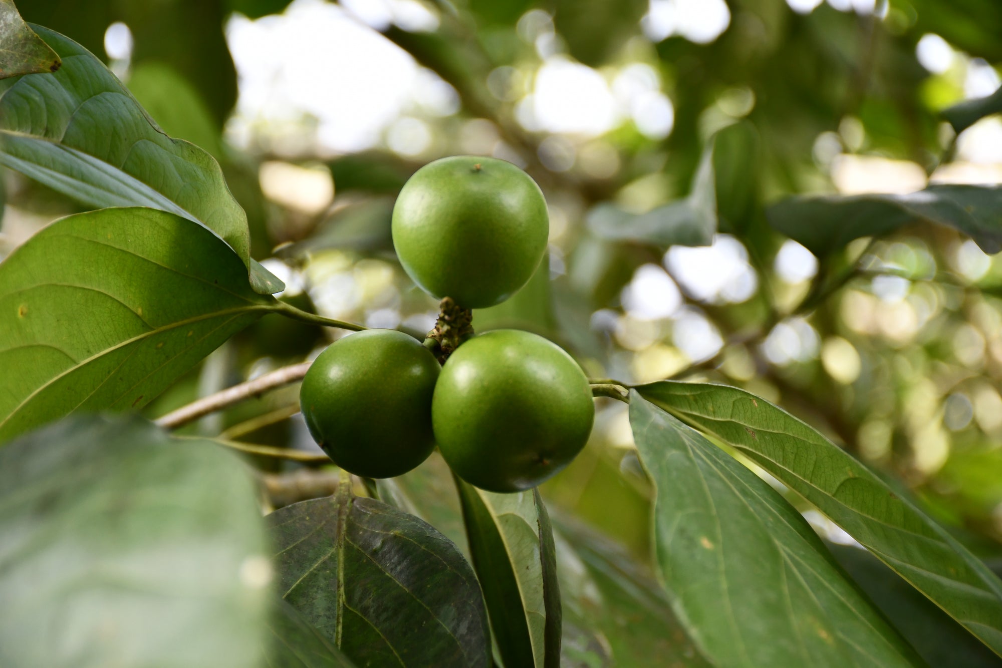 Three green round fruits clustered on a leafy branch