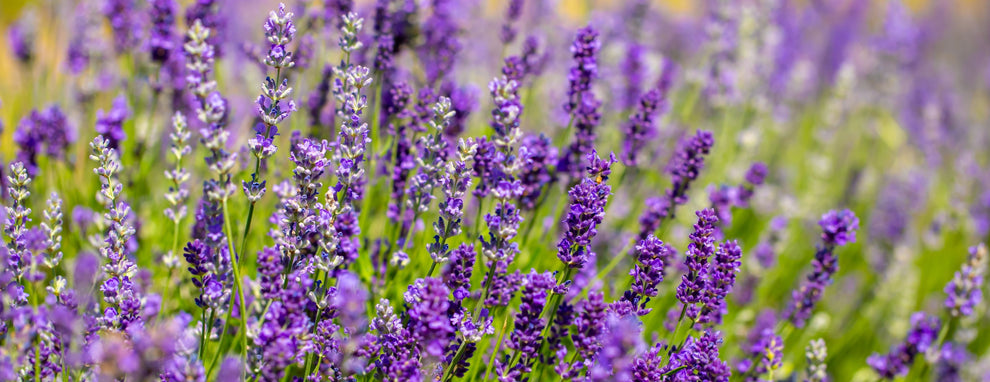 Close-up of purple lavender spikes blooming in a sunlit field