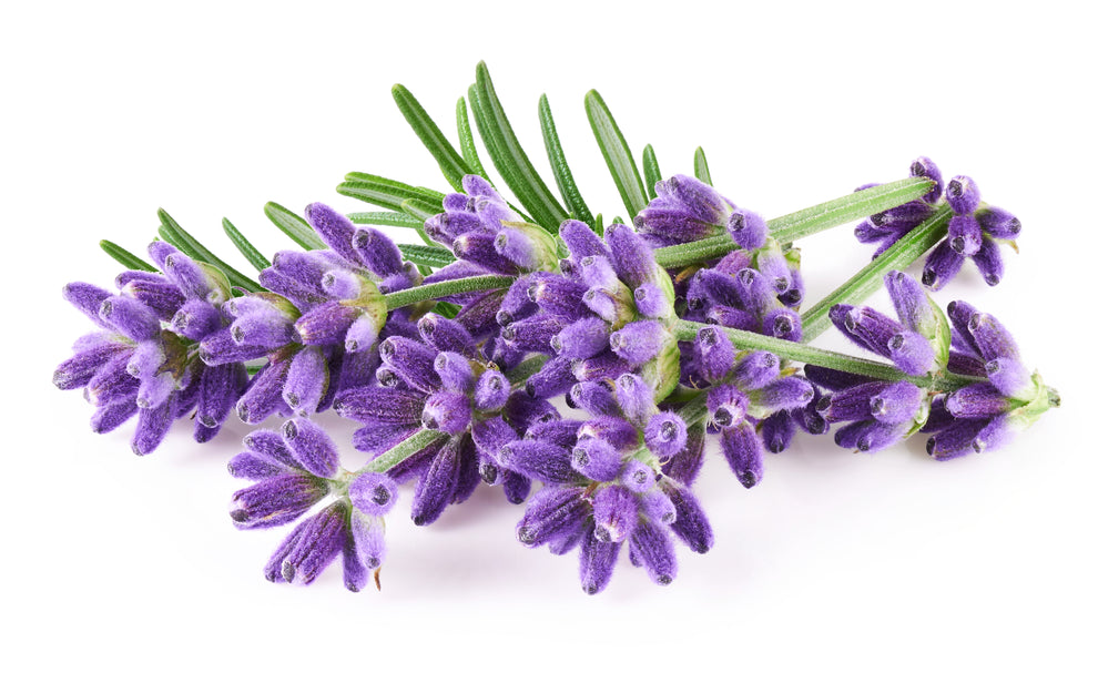 Lavender sprigs with purple flower buds and narrow green leaves on white background