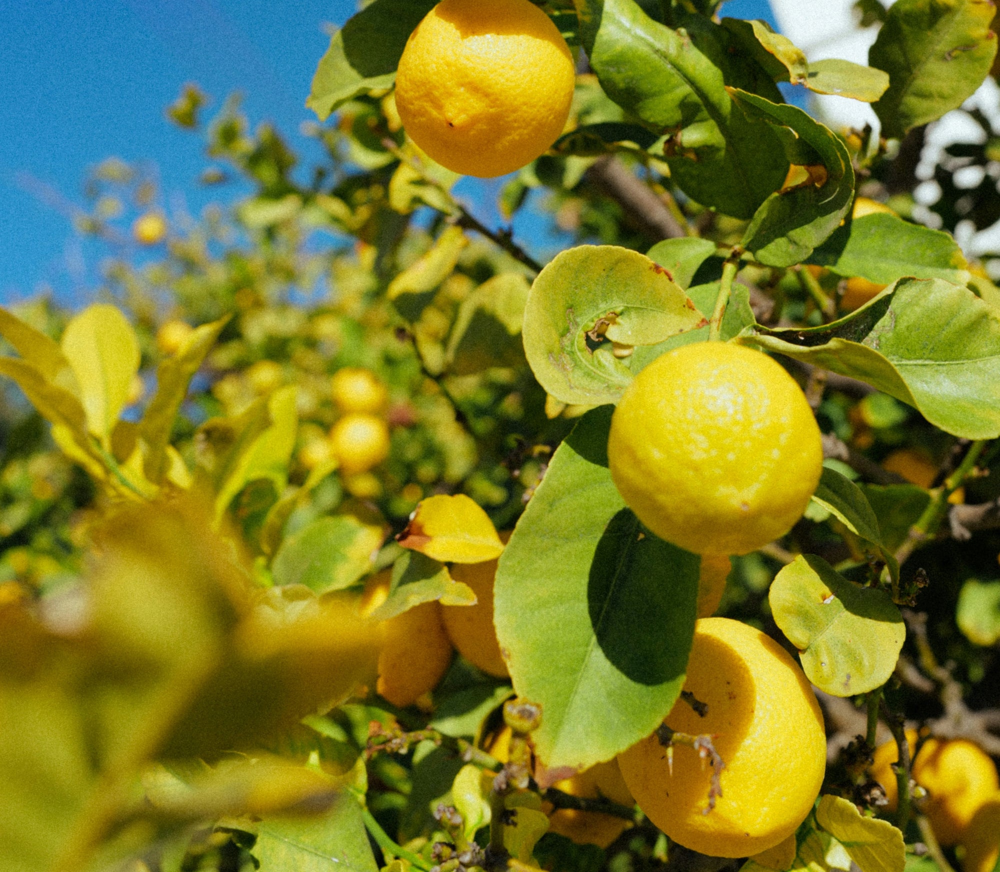 Ripe yellow lemons clustered on a sunny tree branch with green leaves, close-up.