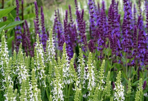 Purple and white spiked flowers in a garden bed with green foliage
