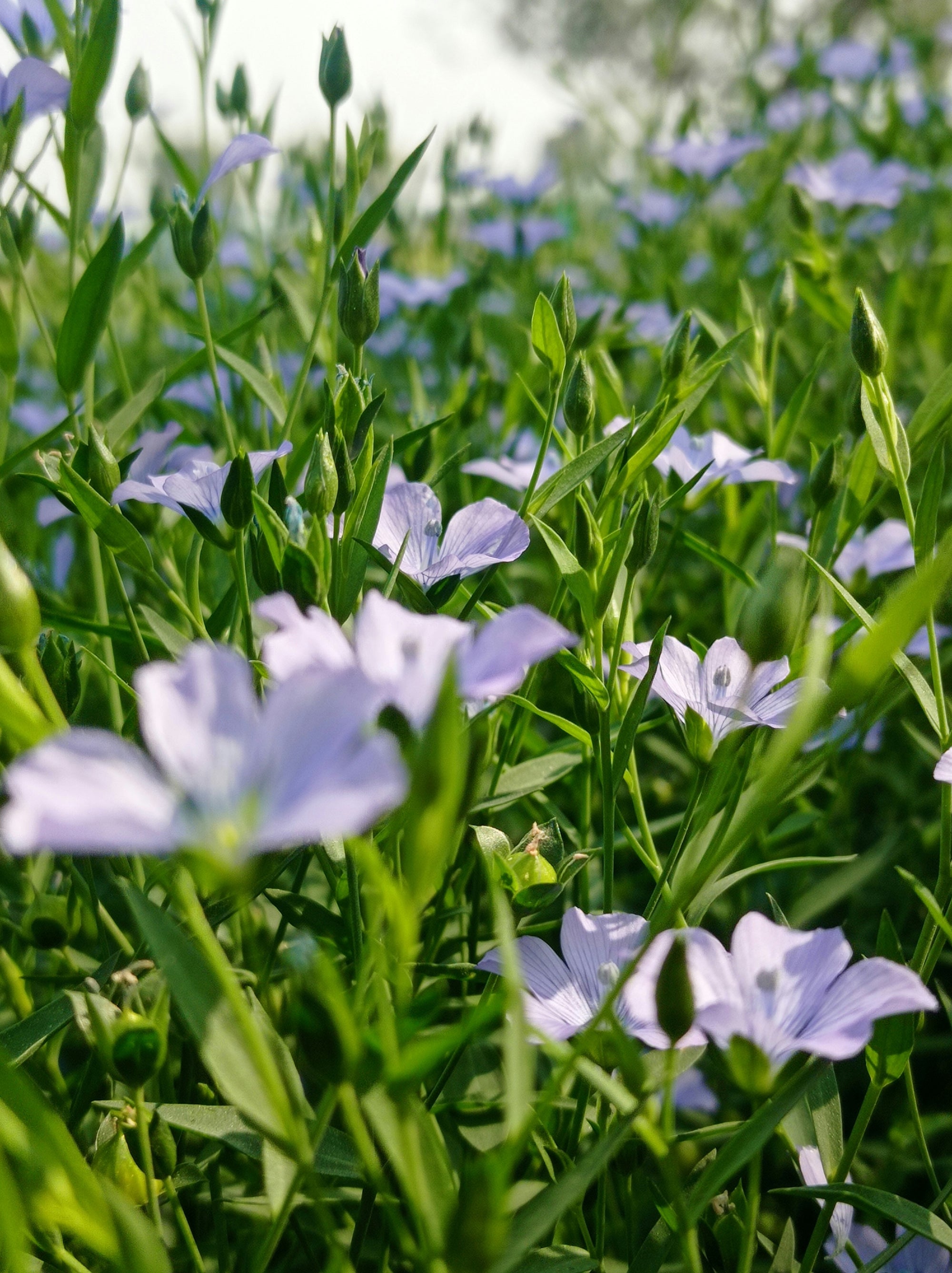 Sunlit close-up of pale purple flax flowers and green stems in a meadow