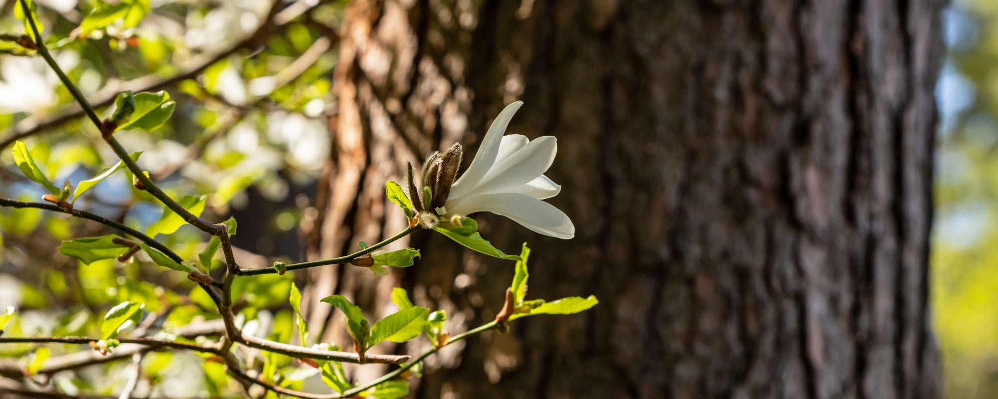 White magnolia-like blossom on a slender branch with fresh green leaves against a sunlit tree trunk