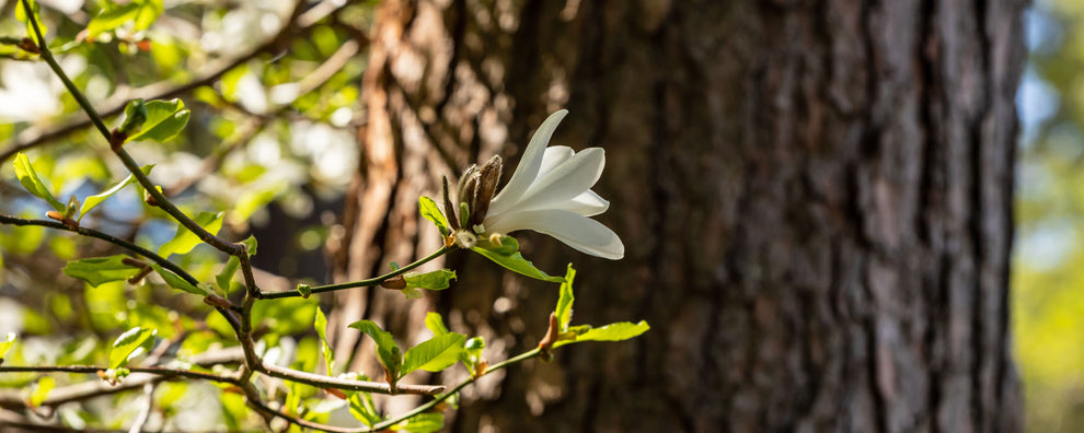 White magnolia-like blossom on a slender branch with fresh green leaves against a sunlit tree trunk