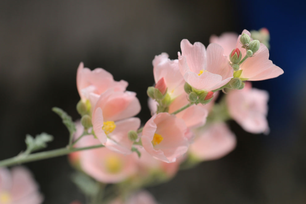 Pale pink blossoms on a slender stem with yellow centers and unopened buds against a soft, blurred background