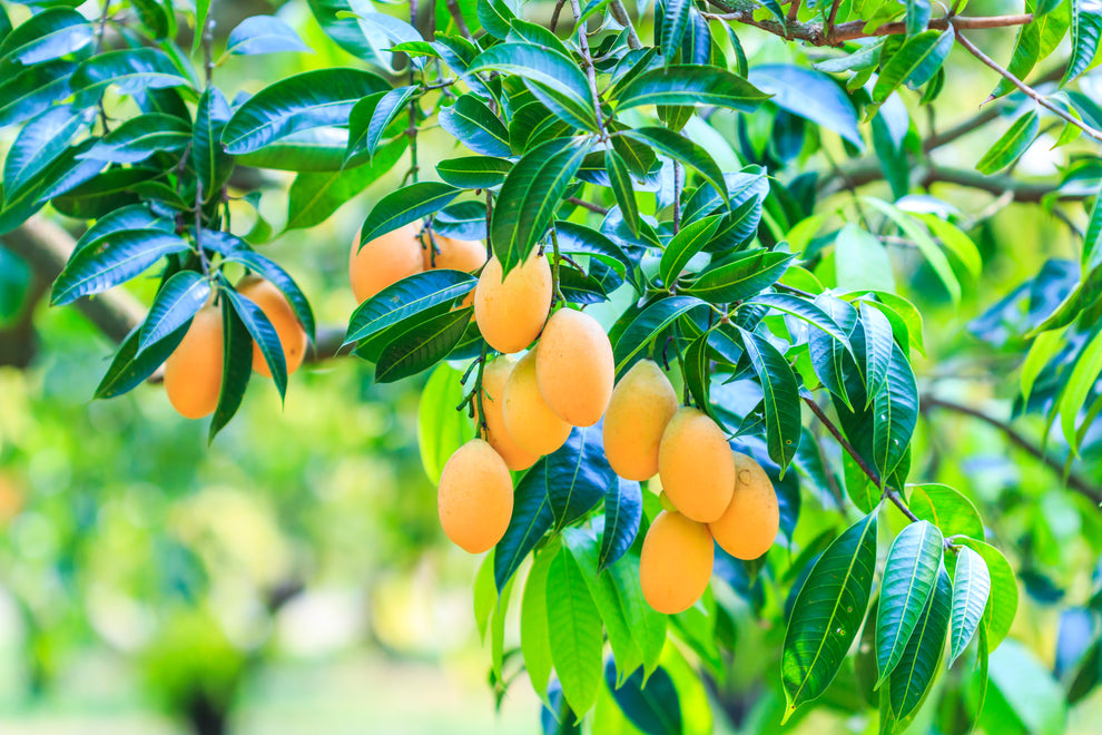 Ripe yellow mangoes hanging in clusters from a leafy tree branch
