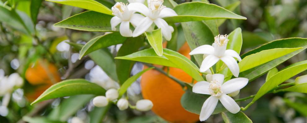 Orange blossoms and a ripe orange among glossy green leaves on a branch