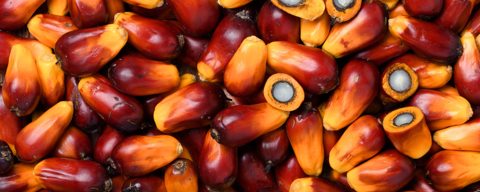 Ripe red-orange oil palm fruits, close-up; several are cut open to reveal white kernels