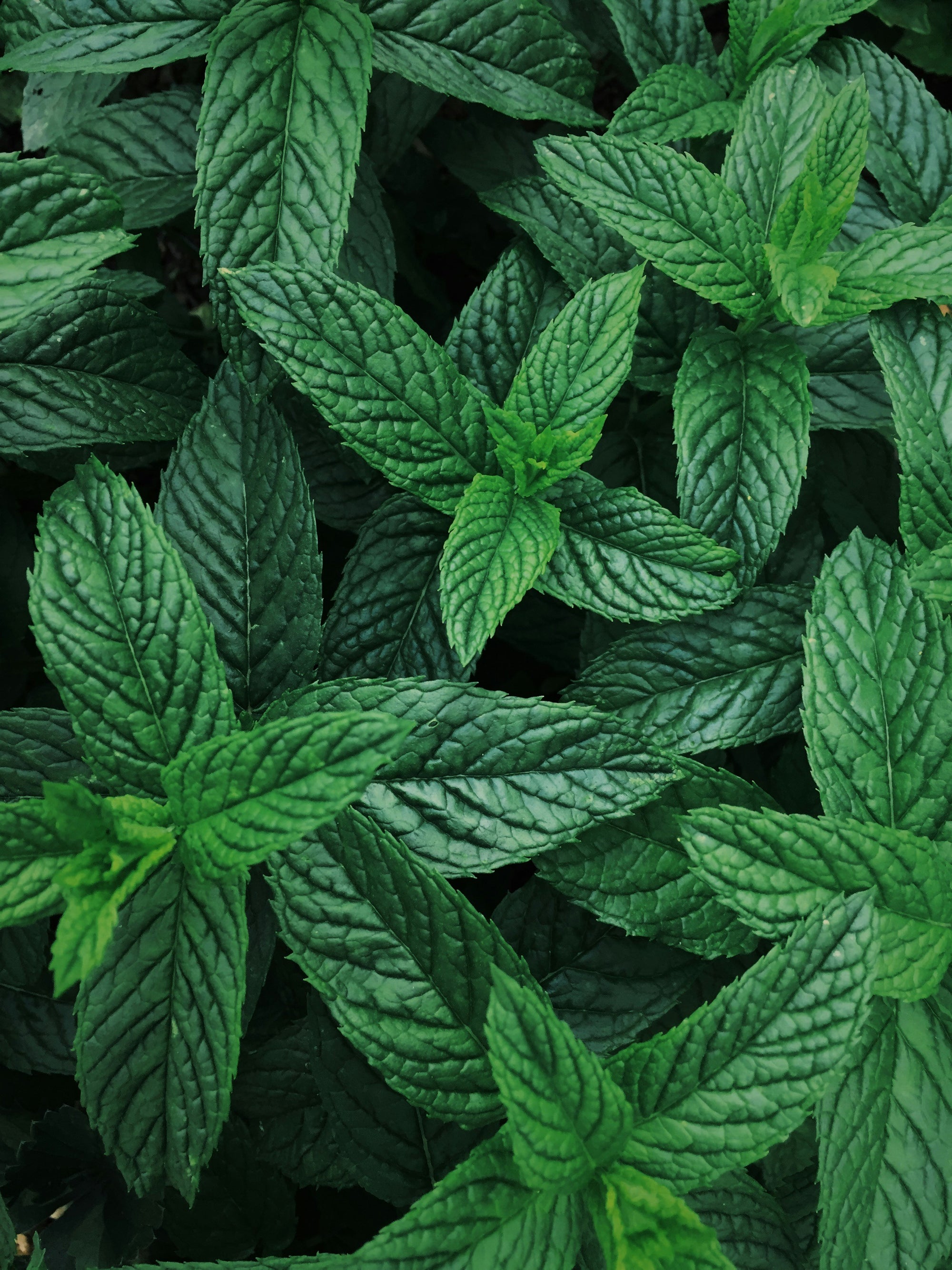 Close-up of fresh mint leaves showing textured, veined green foliage.