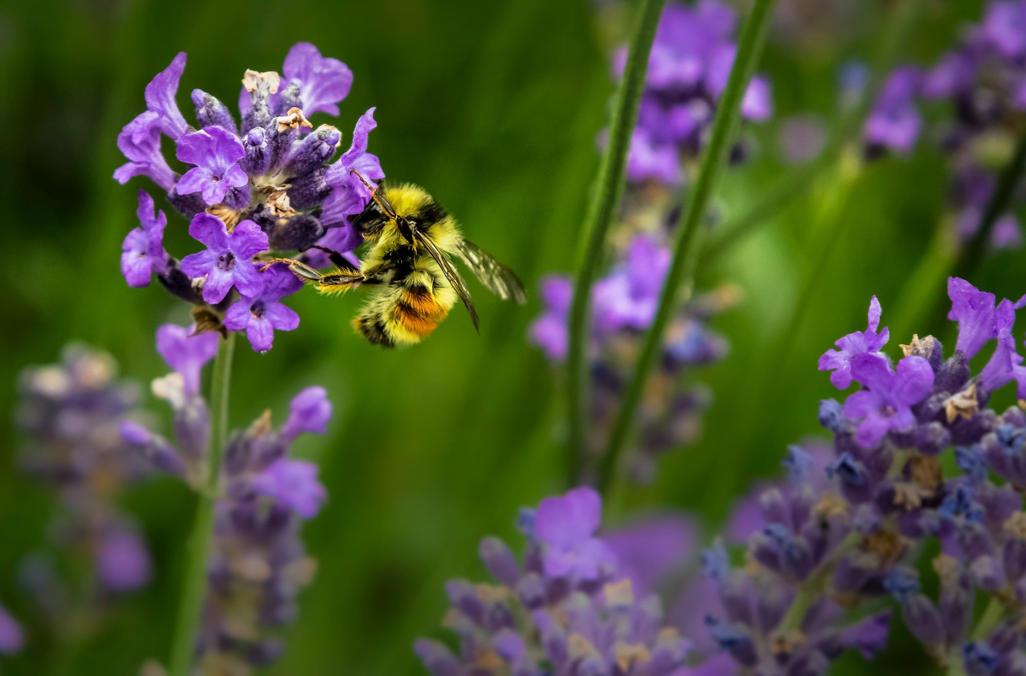 Bumblebee hovering and feeding on purple lavender flowers against a soft green background