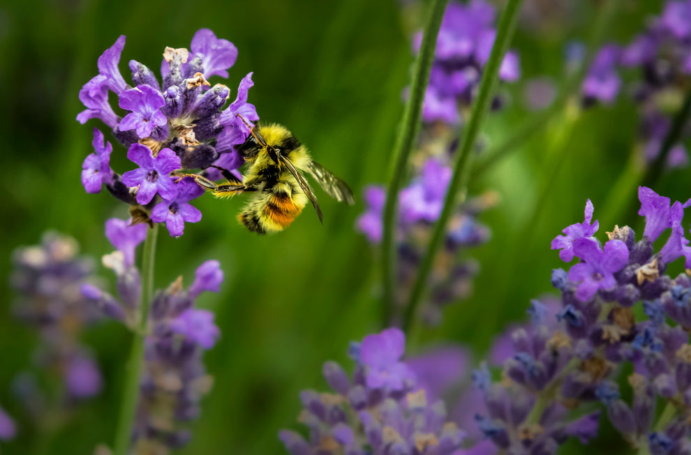 Bumblebee hovering and feeding on purple lavender flowers against a soft green background