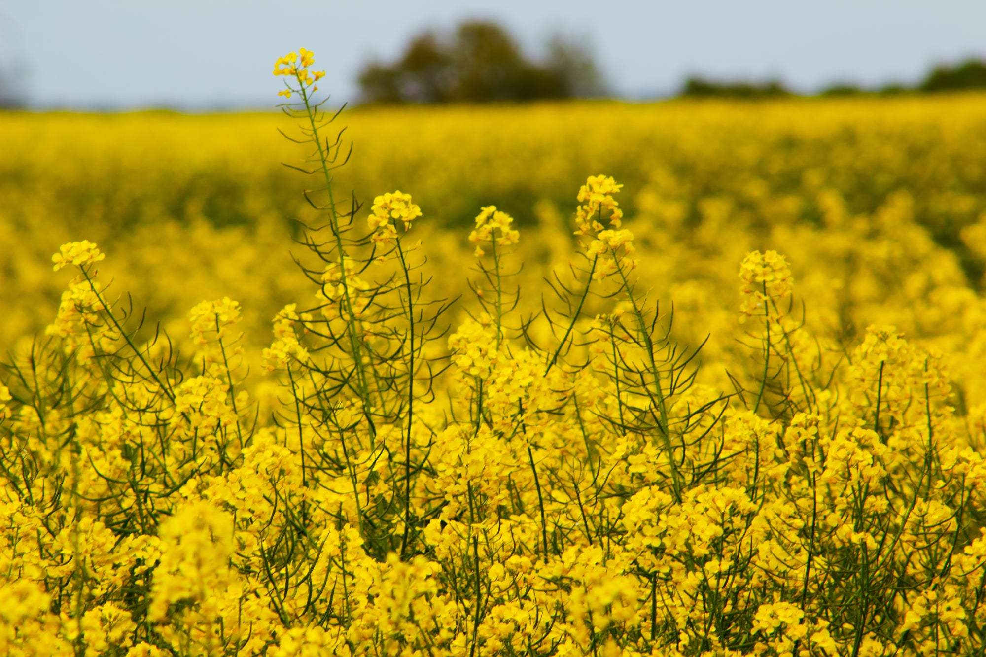 Canola (rapeseed) field in full bloom with dense yellow flowers and tall seed pods under a pale sky.