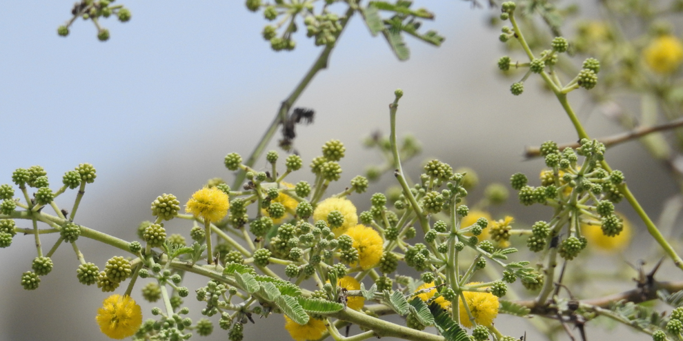 Close-up of yellow pompom flowers and clustered green buds on delicate branches, botanical ingredient