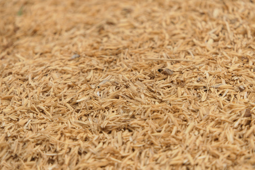 Oryza Sativa (Rice) Bran Wax | Olive Tree People