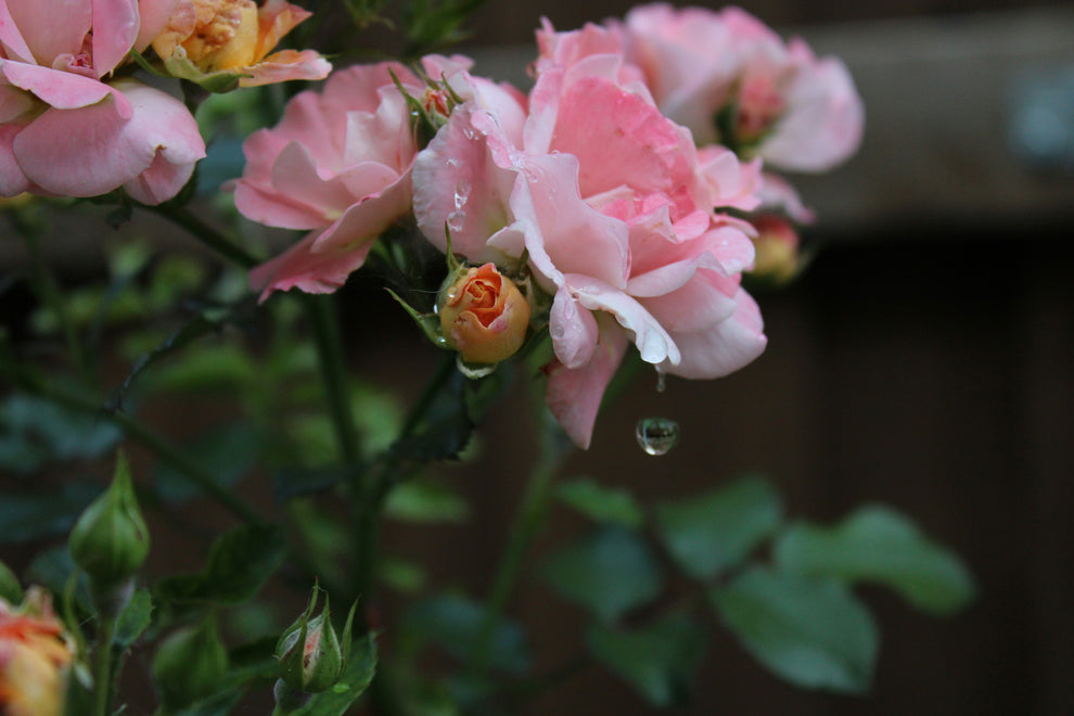 Pink rose cluster with dew-covered buds and a single water droplet falling from a petal.