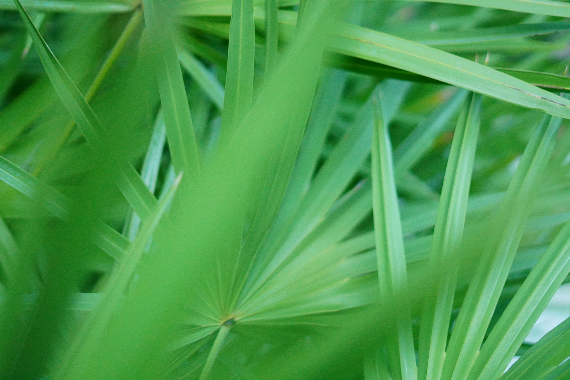 Close-up of overlapping bright green palm-like leaves with radiating veins